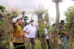 BI Jatim dorong tanaman hias asal Gresik jajaki pasar ekspor