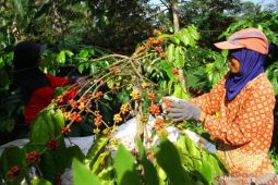 Pemkab Magetan lakukan pendataan kopi langka "Liberica"