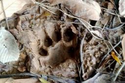 BKSDA Jambi temukan puluhan jejak kaki harimau di Pemayung Batanghari