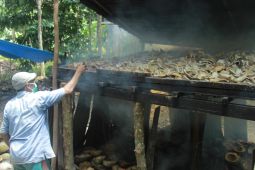 Petani kelapa di Maluku Utara bergairah produksi kopra, harga berfluktuasi