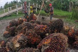 PPKM diperpanjang hingga dampak larangan ekspor CPO, kemarin