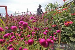 Budi daya tanaman pengendali hama