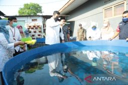 Petani Kota Probolinggo diversifikasi usaha dengan budi daya lele