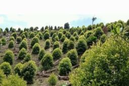 Harga sejumlah komoditas perkebunan di Malut naik, harga berfluktuasi sesuai permintaan