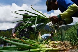 Panen Bawang Prei di Magetan