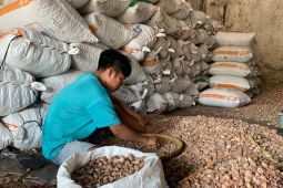 Petani Jambi kurangi jual pinang tunggu harga membaik