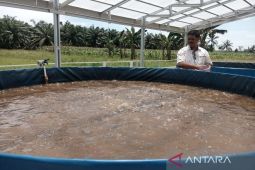 Kabupaten Penajam kembangkan budi daya ikan air tawar sambut IKN