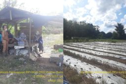 Petani Banua Lawas Tabalong kembangkan budi daya bawang merah biji
