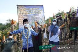 Pendampingan agronom tingkatkan produksi jagung di Kabupaten Bandung