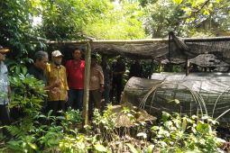 Wabup Batanghari kunjungi Purwerejo untuk optimalkan budidaya tanaman hortikultura