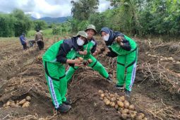 Polbangtan-BBIH panen perdana kentang kualitas unggul di Karo