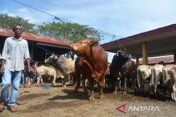Transaksi ternak di pasar hewan jelang tradisi meugang