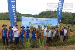 Gunakan teknologi Hazton, produktivitas padi Nutri Zinc di Landak capai 9,6 ton/ha