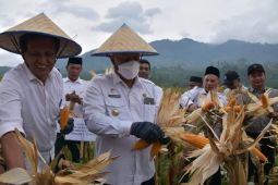 Ini Kelompok tani  budidaya jagung pioner 32