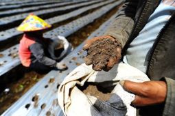 Stik bahan baku pupuk masih aman