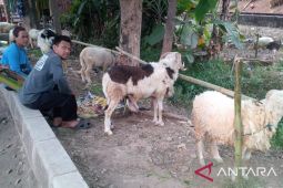 Distan Karawang gelar pembinaan kandang untuk peternak hewan