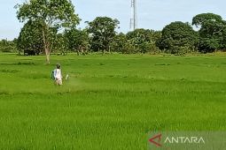 Kementerian Pertanian kembangkan food estate di Kabupaten Penajam