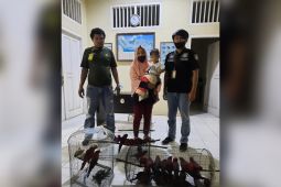 Polisi Hutan Saumlaki amankan 30 ekor Nuri Tanimbar, tegakkan aturan