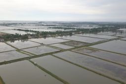 Kampung Budidaya Ikan Nila Salin di Karawang Jabar dicanangkan