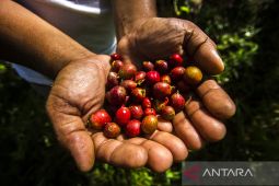 Pengembangan Komiditas Kopi lokal Pegunungan Meratus
