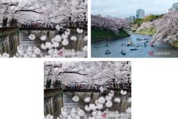 Indahnya pemandangan bunga sakura bermekaran di Tokyo