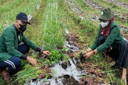Mahasiswa Polbangtan Kementan dampingi penangkar bawang merah