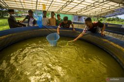 Fish harvest party in Adaro's fostered pesantren