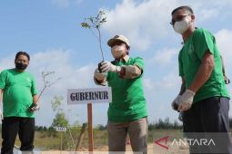 Pemprov - PGIW Bangka Belitung  tanam 1.000 pohon di bekas tambang bandara
