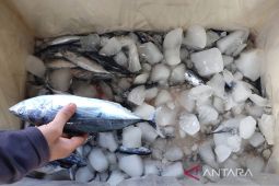Harga ikan tongkol turun drastis
