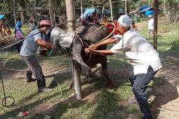 120 kerbau siap  disembelih pada tradisi "Bantai Adat" jelang Ramadhan