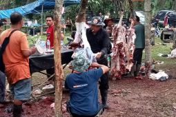 Tradisi "Bantai Adat" di Jambi, daging dari ratusan kerbau  terjual dalam empat jam