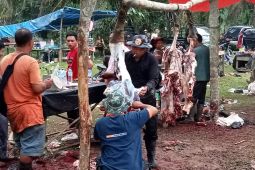 Daging seratusan kerbau "Bantai Adat" habis terjual dalam empat jam