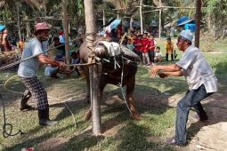 Kearifan warga Tabir Merangin pada "Bantai Adat"