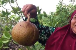 Buah penyirih obat tradisional diabetes