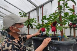 Guru besar USK kembangkan paprika mikoriza daerah tropis