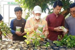 Universitas Syiah Kuala kembangkan mikoriza pada nilam dan cabai