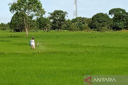 Badan Pangan Nasional dorong urgensi pengembangan "food estate" untuk ketahanan pangan