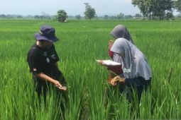 Tani Center IPB dan GPN kembangkan Kampus Sawah Merdeka