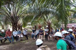 Petani sawit Kapuas Hulu dilatih cara mencegah dan mengatasi kebakaran