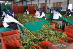 South Kalimantan's gelinggang leaf exports reach tens of tons
