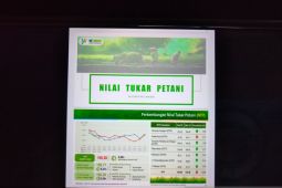 Nilai tukar petani di Provinsi Papua Barat mengalami penurunan