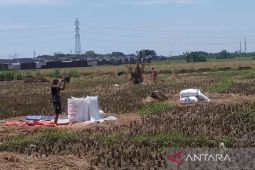 Bulog Cirebon serap 540 ton setara beras petani saat panen raya