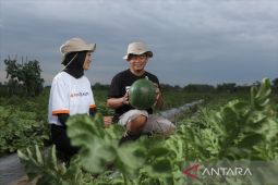 Peran Generasi Milenial Bantu Wujudkan Pertanian Modern
