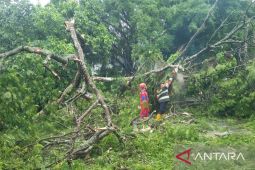 BMKG: Sebagian kawasan Kaltim hujan lebat disertai angin kencang