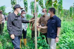 Perhutani manfaatkan formula nutrimon percepat pertumbuhan jati