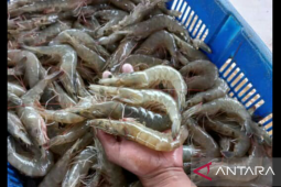 Balai Benih Udang Vaname Pasir Putih siap bina petani tambak