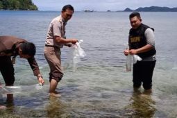 KKP lepasliarkan 6.100 benur hasil operasi Polda Jambi