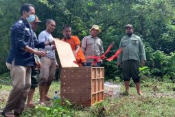25 nuri maluku dilepas di Suaka Alam Masbait
