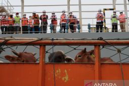 BUMN Berdikari mobilisasi 5.000 sapi untuk kebutuhan Jabodetabek dan Bandung Raya