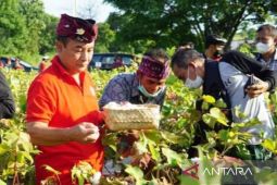 Bupati siap wujudkan Karangasem sebagai sentra kapas di Bali